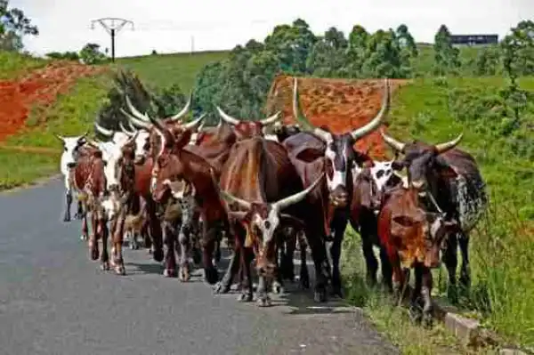 50 Hospitalised After Eating Cow Bitten By Snake In South Africa